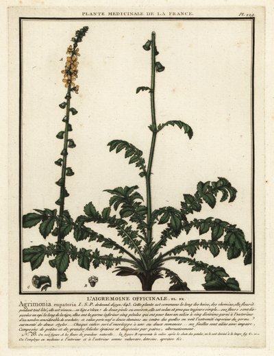 Közönséges mezőgazdaság, Agrimonia eupatoria. alkotó: Unbekannter Künstler