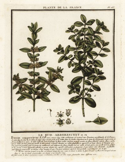 Közös doboz, Buxus sempervirens. alkotó: Unbekannter Künstler