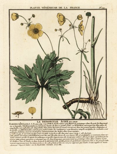 Közönséges boglárka, Ranunculus acris. alkotó: Unbekannter Künstler