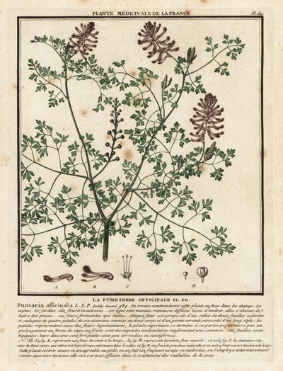 Közönséges fumitórium, Fumaria officinalis. alkotó: Unbekannter Künstler