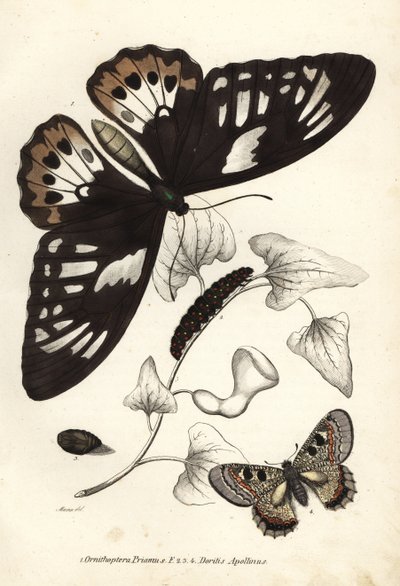 Közönséges zöld madárszárnyas, Ornithoptera priamus, lepke, hernyó és báb, valamint hamis apolló, Archon apollinus (Doritis apollinus). Kézzel színezett litográfia Georg Friedrich Treitschke természetrajzi galériájából, Naturhistorischer Bildersaal des Thi alkotó: Unbekannter Künstler
