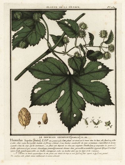 Közönséges komló, Humulus lupulus. alkotó: Unbekannter Künstler