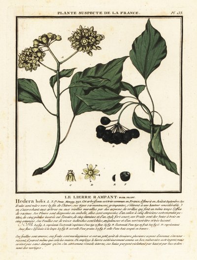 Közönséges borostyán, Hedera helix alkotó: Unbekannter Künstler
