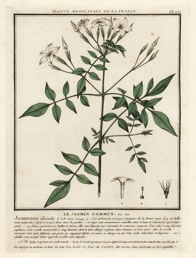 Közönséges jázmin, Jasminum officinale. alkotó: Unbekannter Künstler
