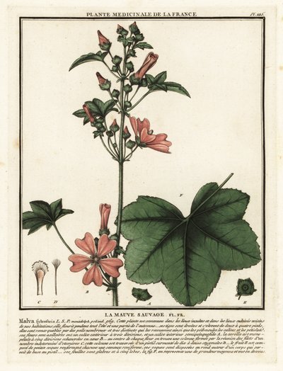 Közönséges mályva, Malva sylvestris. alkotó: Unbekannter Künstler