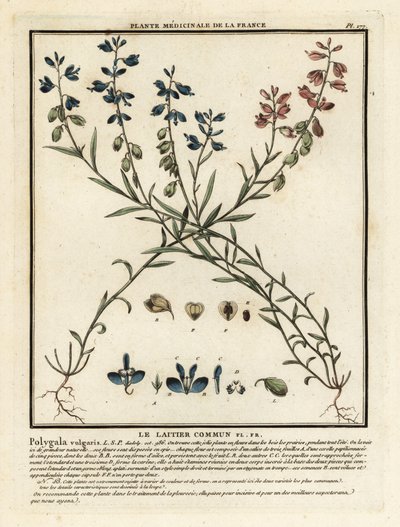 Közönséges tejfű, Polygala vulgaris. alkotó: Unbekannter Künstler