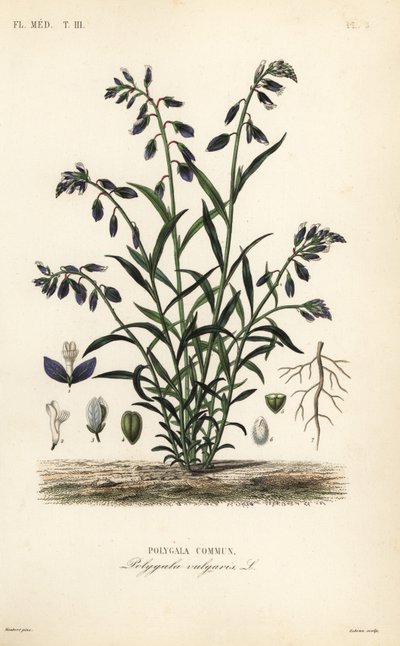 Közönséges tejfű, Polygala vulgaris, Polygala commun alkotó: Unbekannt