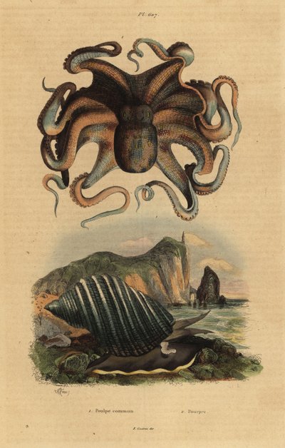 Közönséges polip, Octopus vulgaris 1 és tengeri csiga, Dicathais orbita 2 alkotó: Unbekannt