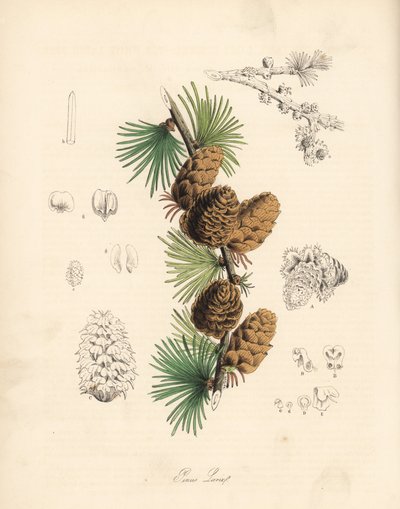 Közönséges vagy európai mézgás - Fehér vörösfenyő, Larix decidua (Larix europaea), levél, ág és toboz. C. Chabot kézzel festett cinkográfiája, rajzolta Miss M. A. Burnett "Plantae Utiliores: or Illustrations of Useful Plants" című művéből, Whittaker, Londo alkotó: Unbekannter Künstler
