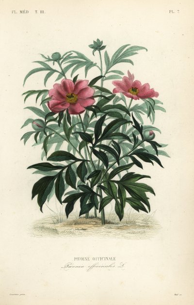 Közönséges bazsarózsa vagy kerti bazsarózsa, Paeonia officinalis, Pivoine officinale alkotó: Unbekannt