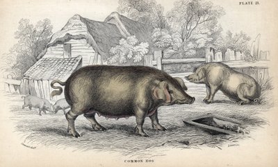Közönséges sertéshús (Sus domestica) egy sertésistállóban. William Lizars rézmetszete James Stewart rajza alapján, megjelent a Naturalist Library: Mammals, pachyderms and quadrupedes with fine skin, edited by W. H. Lizars, Edinburgh, Scotland alkotó: Unbekannter Künstler
