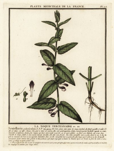 Közönséges koponyasapka, Scutellaria galericulata. alkotó: Unbekannter Künstler