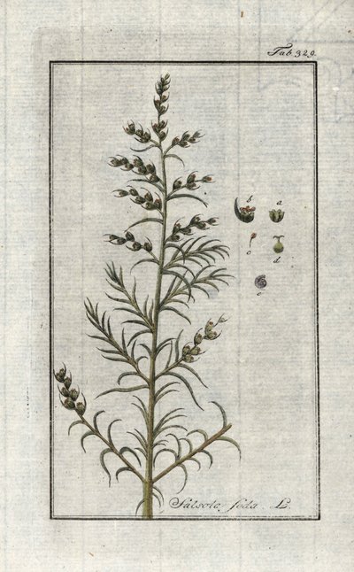 Közönséges szóda (Salsola soda). Litográfia Johannes Zorn (1739-1799) "Afbeelding der Artseny-Gewassen" című művéből, Hollandia. alkotó: Unbekannter Künstler