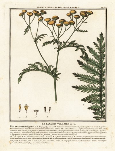 Közönséges tansy, Tanacetum vulgare. alkotó: Unbekannter Künstler