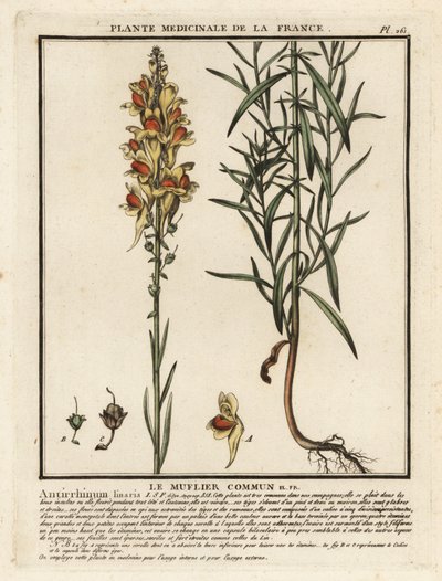 Közönséges varangylenhal, Linaria vulgaris. alkotó: Unbekannter Künstler