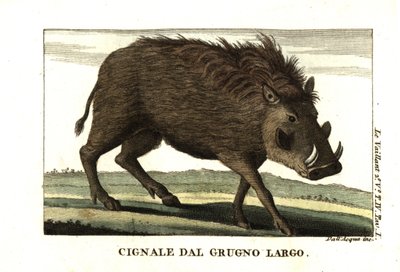 Közönséges varacskos disznó, Phacochoerus africanus. Francois Le Vaillant-tól (Levaillant). alkotó: Unbekannter Künstler