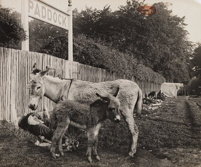 Két szamár kompozitja, 1909 körül alkotó: Unbekannt