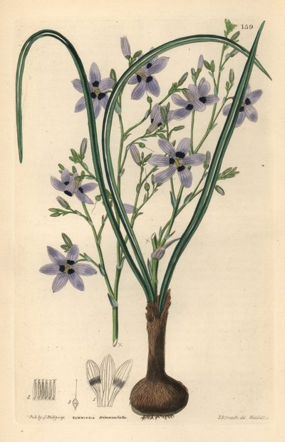 Conanthere - Conanthera trimaculata (Hárompettyes cummingia, Cummingia trimaculata). Weddell kézi rézmetszete Edwin Dalton Smith után, John Lindley és Robert Sweet Ornamental Flower Garden and Shrubbery című művéből, G. Willis, London. alkotó: Unbekannter Künstler