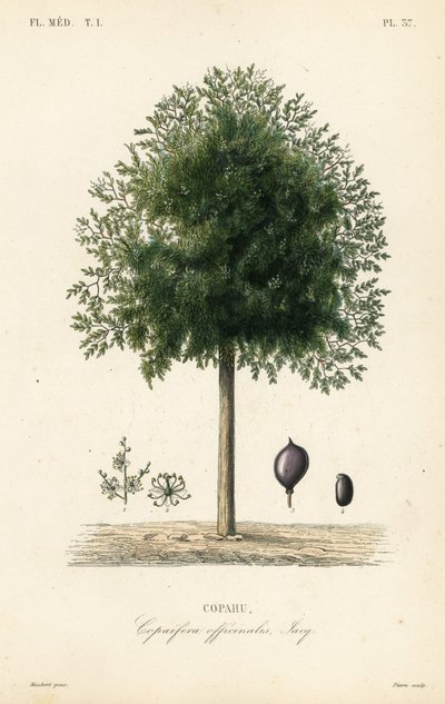 Copaiba fa, Copaifera officinalis, Copahu alkotó: Unbekannt
