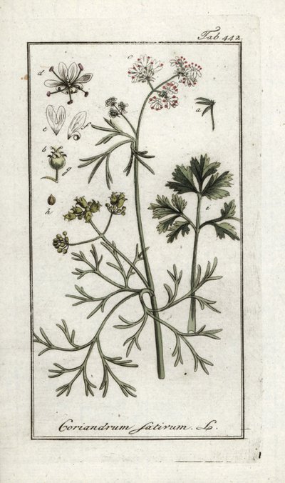 Koriander (Coriandrum sativum). Litográfia Johannes Zorn (1739-1799) "Afbeelding der Artseny-Gewassen" című művéből, Hollandia. alkotó: Unbekannter Künstler