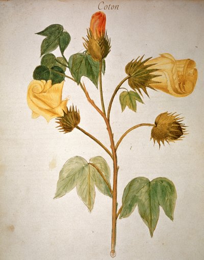 Pamut alkotó: Unbekannter Künstler