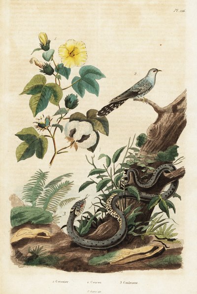 Gyapot, kakukk és fű kígyó., 1834-1839 (metszet) alkotó: Unbekannter Künstler