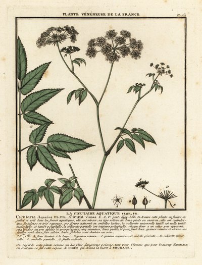 Cowbane, Hemlock virosa. alkotó: Unbekannter Künstler