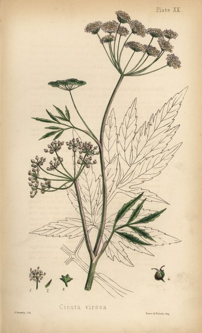 Kovászfű vagy vízi bürök, Cicuta virosa. Henry Sowerby kézzel színezett litográfiája Edward Hamilton Flora Homeopathica című művéből, Bailliere, London. alkotó: Unbekannter Künstler