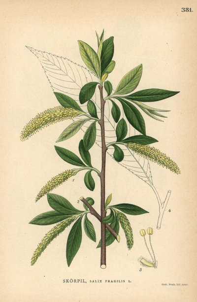 Repedezett fűzfa, Salix fragilis alkotó: Unbekannter Künstler