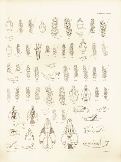 A Charles Darwin által a Beagle fedélzetén tett felfedezőútja során leírt különböző rágcsálófajok darvai és fogai. Tábla a "The Zoology of the voyage of the H.M.S. Beagle under the command of Captain Fitzroy during the years 1832 to 1836 edited and sup alkotó: Unbekannter Künstler
