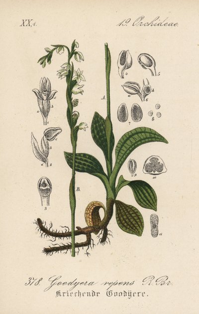 Kúszó Goodyere - Kúszó nőszirom, Goodyera repens. Kézzel színezett litográfia Diederich von Schlechtendal Német flóra (Flora von Deutschland) című művéből, Jena. alkotó: Unbekannter Künstler