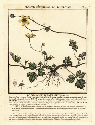 Kúszó boglárka, Ranunculus repens. alkotó: Unbekannter Künstler