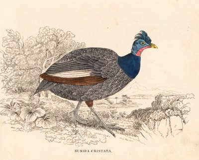 Gombos gébicsmadár, Guttera pucherani (Numida cristata). Kézzel színezett acélmetszet Georg Friedrich Treitschke Természettudományi Galériájából, Naturhistorischer Bildersaal des Thierreiches, Liepzig. alkotó: Unbekannter Künstler
