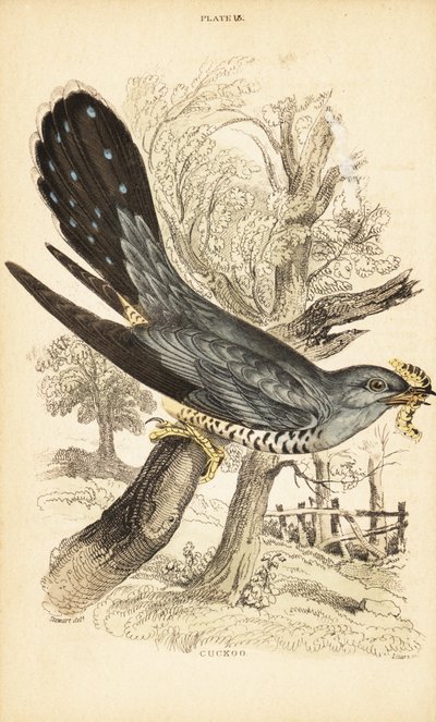 Kakukk, Cuculus canorus, csőrében hernyóval. 1889 (metszet) alkotó: Unbekannter Künstler