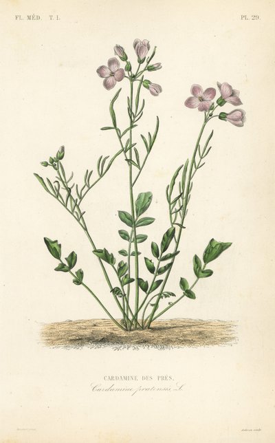 Kakukkvirág, Cardamine pratensis, Cardamine des pres alkotó: Unbekannt