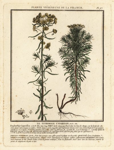 Ciprusvirág, Euphorbia cyparissias. alkotó: Unbekannter Künstler