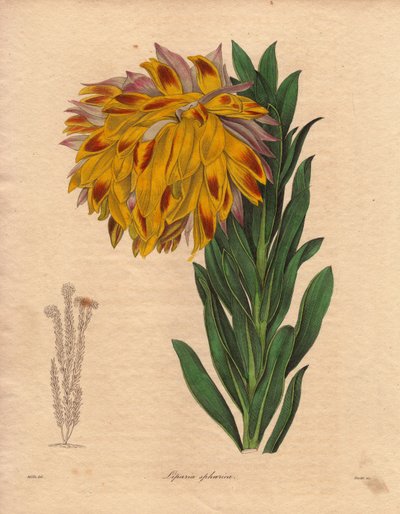 Dália variáns, gömb alakú liparia (Liparia sphaerica), nagy, hajló virága narancssárga színű, Fokvárosban (Dél-Afrika) őshonos. R. Mills (aktív 1836-1842) illusztrációja a Benjamin Maund által öt kötetben kiadott The Botanist című sorozatban, amely 18-1842 alkotó: Unbekannter Künstler