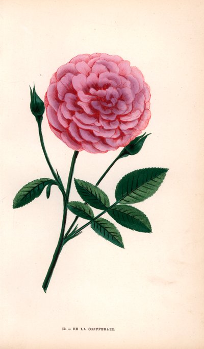 A De la Grifferaie rózsa, a Rosa multiflora hibridje 1846 körül jelent meg a piacon. Hippolyte Jamain és Eugene Forney "Les Roses" című művéből F. Grobon által a természet után rajzolt és litografált kromolitográfia, Párizs, J. Rothschild. alkotó: Unbekannter Künstler