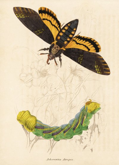 Halálfejű sólyommoly, Acherontia atropos. Kézzel színezett acélmetszet Georg Friedrich Treitschke természetrajzi galériájából, Naturhistorischer Bildersaal des Thierreiches, Liepzig-1842. alkotó: Unbekannter Künstler