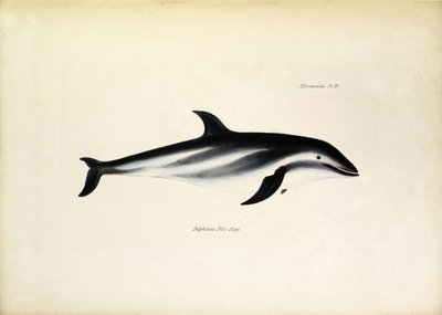 Delphinus Fitz-Royi Fekete delfin vagy Fitzroy a Beagle Robert Fitzroy kapitánya után. Tábla a "The zoology of the voyage of H.M.S. Beagle. described by John Gould, with notice of their habits by Charles Darwin" című könyvből. alkotó: Unbekannter Künstler