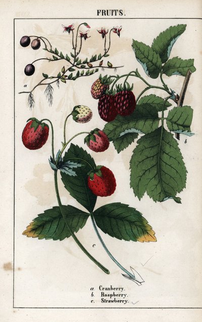 Bogyós gyümölcsök leírása: áfonya, málna és eper gyümölcsök. Kromolitográfia Charlotte Mary Yonge (1823-1901) "Recueil d
