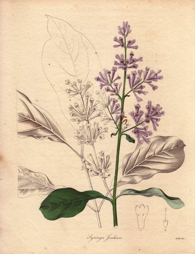 A Közép- és Kelet-Európában őshonos magyar lila (Syringa josikaea) leírása. Miss R. Mills (aktív 1836-1842) illusztrációja a Benjamin Maund által 1836 és 1842 között kiadott ötkötetes The Botanist című sorozatban. Ez a mű híres alkotó: Unbekannter Künstler