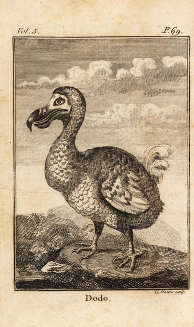 Dodo, Raphus cucullatus, kihalt madár alkotó: Unbekannt