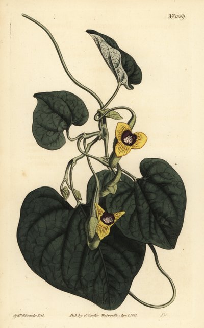 Molyhos levelű anyafű, Aristolochia tomentosa alkotó: Unbekannt