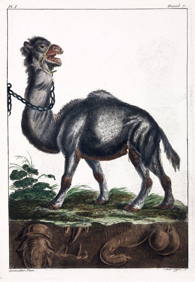 Egypúpú alkotó: Unbekannt