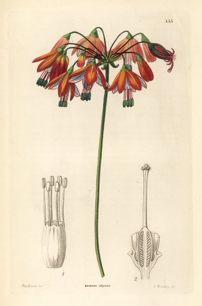 Korallcsepp vagy korall Mexikóból - Korallcsepp vagy elegáns bessera, Bessera elegans. Kézi rézmetszet G. Barclay által Miss Sarah Drake után, John Lindley és Robert Sweet Ornamental Flower Garden and Shrubbery című művéből, G. Willis, London. alkotó: Unbekannter Künstler