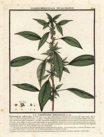 Kelet-fal, Parietaria officinalis. alkotó: Unbekannter Künstler