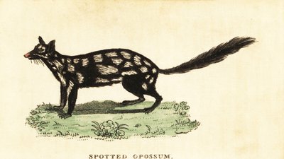 Keleti quoll, Dasyurus mosómedve. ,1800 (metszet) alkotó: Unbekannter Künstler