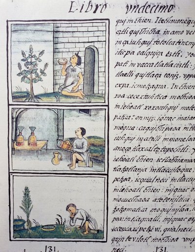 Ehető növények, oldal a Firenzei kódex XI. könyvéből, kétnyelvű változat spanyolul és nahuatl nyelven, Az új Spanyolország dolgainak általános története, Fray Bernardino de Sahagun (1499-1590) spanyol misszionárius. Azték civilizáció alkotó: William M. Timlin
