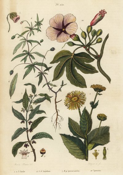 Elecampane, Inula helenium 1-3, zöld ibolya, Hybanthus fajok Ionidium polygalifolium 4-6, ipecacuanha, Carapichea ipecacuanha 7-9 és hajnalka, Ipomoea insignis 10 alkotó: Unbekannt